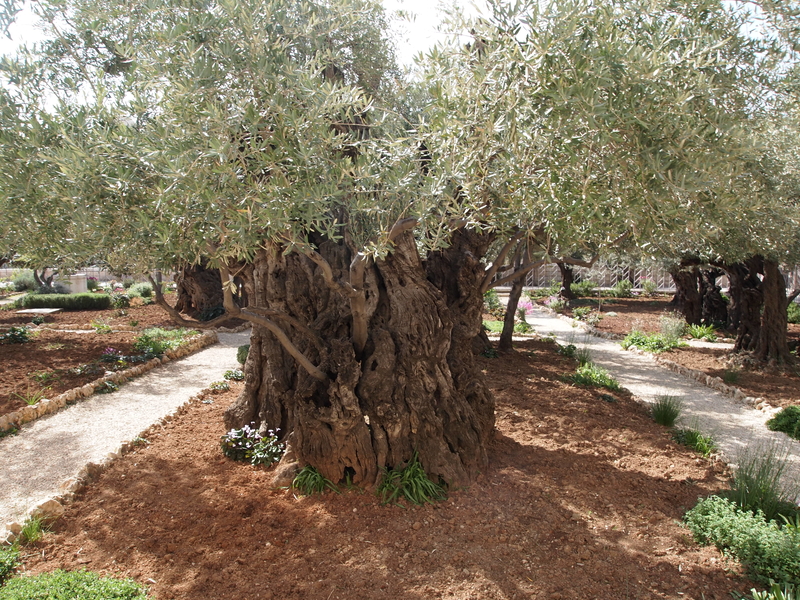 The Olive Festival